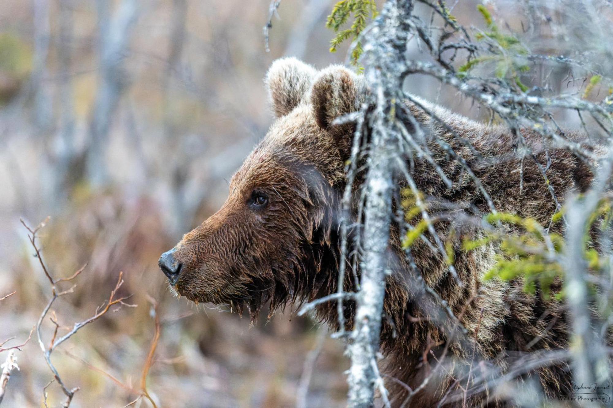 The Bear'S Den Villa Hakafot Luaran gambar